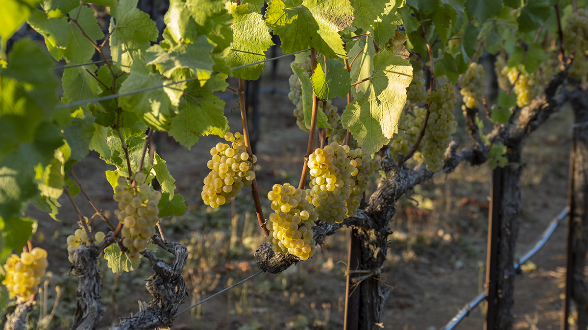 Catagory Fall 2021. 8.30.21_Mountain Top Chardonnay Harvest_02
