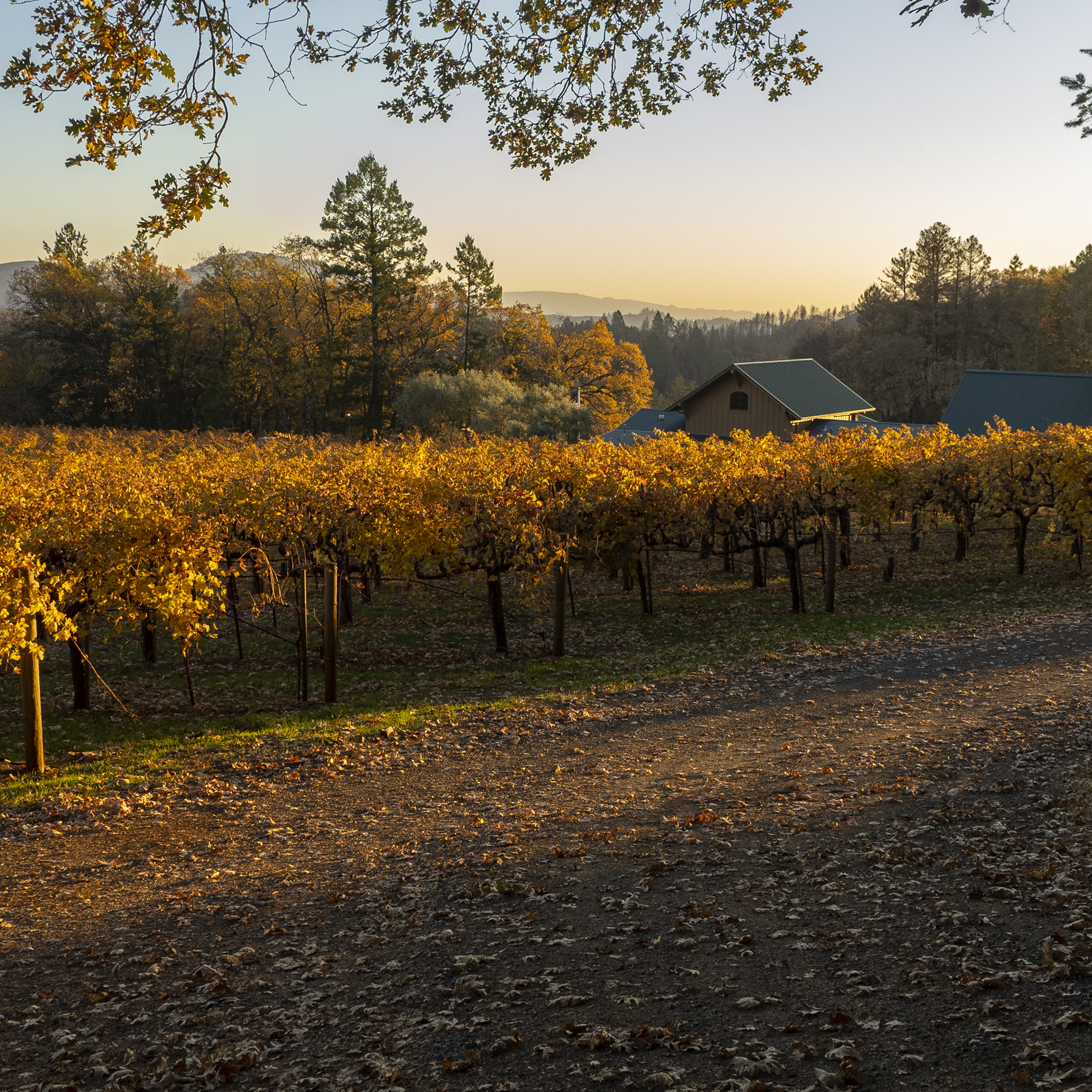PMV in Fall