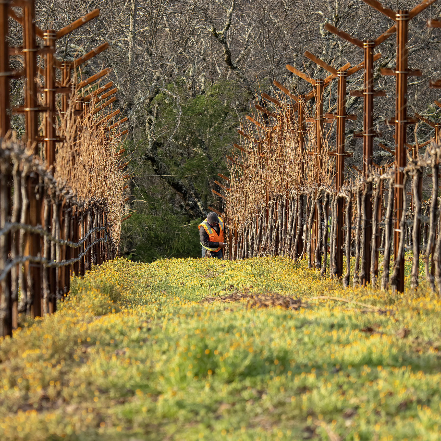 Viticulture