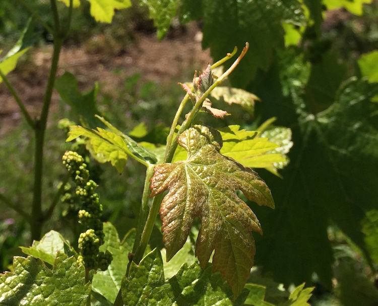 Cabernet Franc